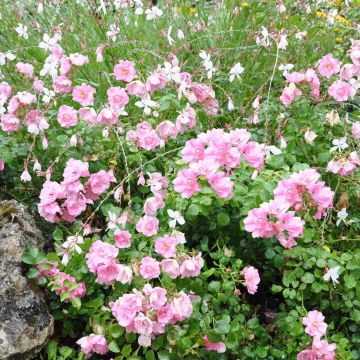 Rosal Decorosier Mareva (Rosal de pie alto)