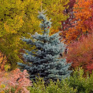Picea pungens Blue Diamond - Pícea de Colorado