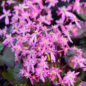 Saxifraga cortusifolia Black Ruby - Saxífraga
