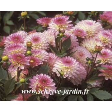 Dalia enana Secret Glow