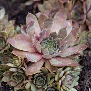 Sempervivum (BigSam series) Coral Gray
