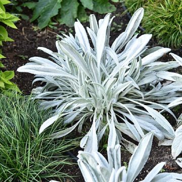 Senecio Donkey's Ears