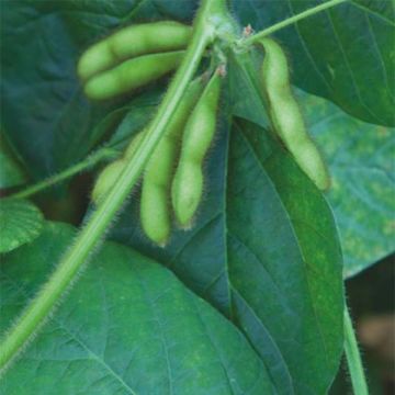 Soja - Glycine hispida