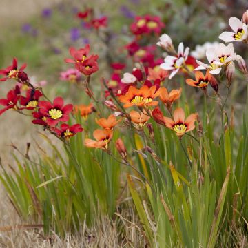 Sparaxis tricolor Mix - Arlequina