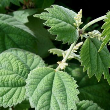 Boehmeria platanifolia - Ramio
