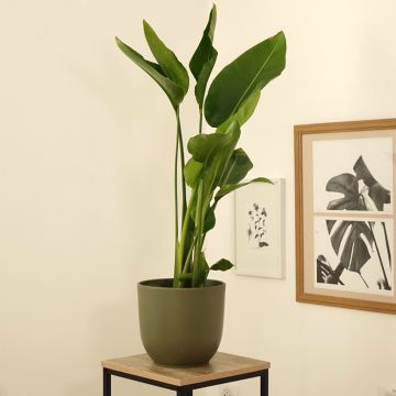 Strelitzia nicolai - Estrelitzia gigante