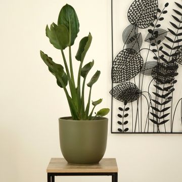 Strelitzia reginae - Flor ave del Paraíso