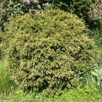 Tejo - Taxus baccata