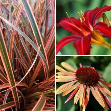 Colección de plantas viváceas en tonos naranjas y morados.
