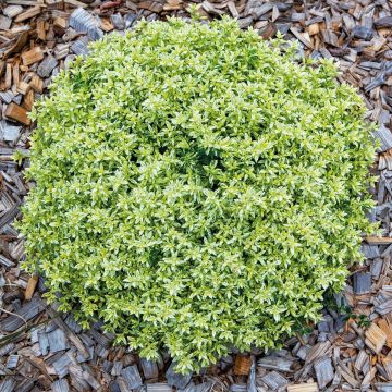 Teucrium lucidrys Lucky Gold - Germandrina