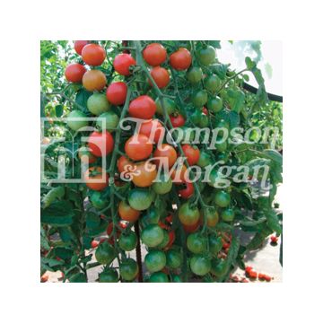 Tomate cherri Cherrola