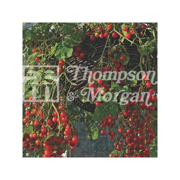 Tomate cherri Cherry Cascade