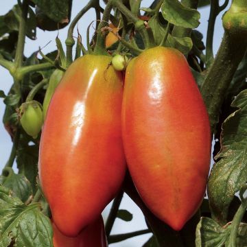 Tomate Cornabel