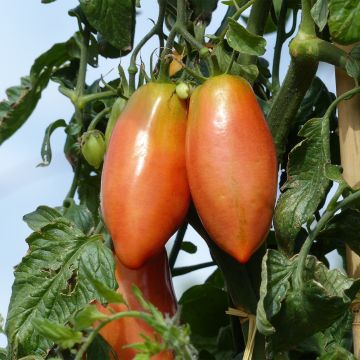Tomate Cornabel F1 (Plantas de tomate injertadas)
