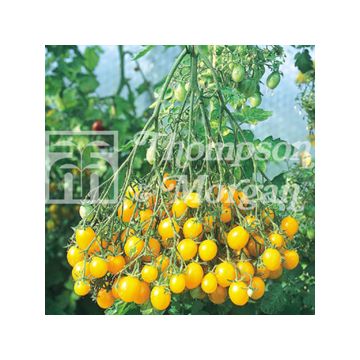 Tomate cherri Ildi