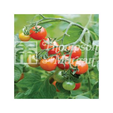 Tomate cherri Losetto