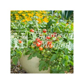 Tomate cherri Terenzo