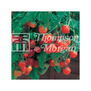 Tomate cherri Tumbling Tom Red