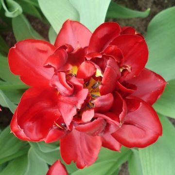 Tulipán doble de flor temprana Matrix