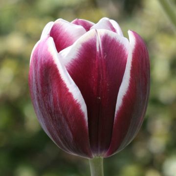 Tulipán Triunfo Fontainebleau