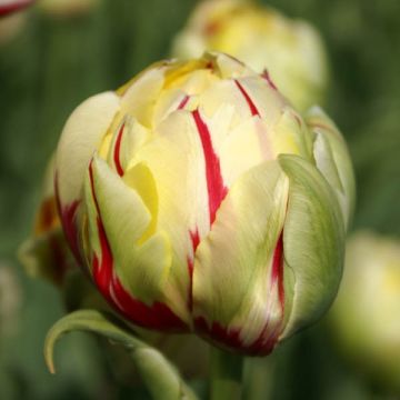 Tulipán doble Glamour
