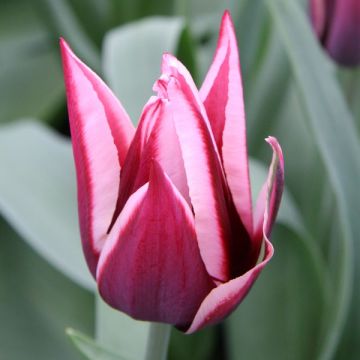 Tulipán Triunfo Rajka