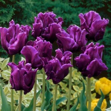 Tulipán Triunfo Victoria's Secret