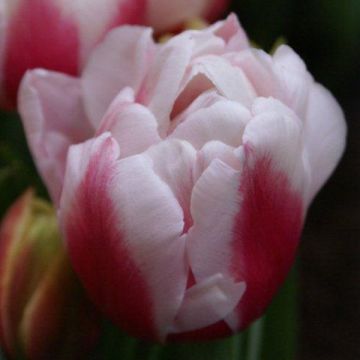 Tulipán doble de flor tardía Wirosa