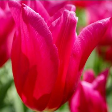 Tulipán flor de lis Marietta