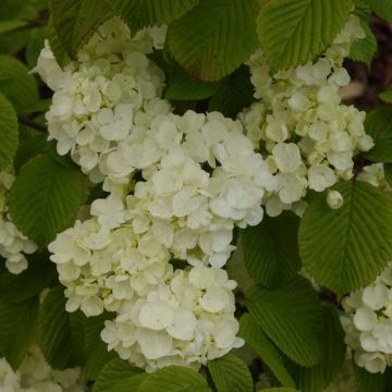 Viburnum plicatum Popcorn - Viburno de China