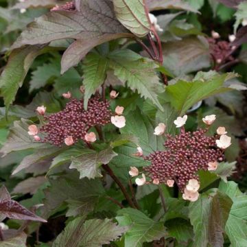 Viburnum sargentii Onondaga - Viburno