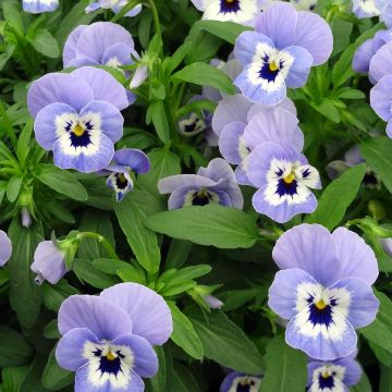 Viola cornuta Xp Sorbet Marina - Violeta