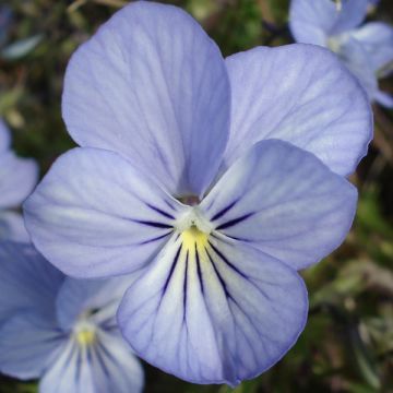 Viola cornuta Icy but spicy - Violeta