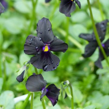 Viola cornuta Molly Sanderson - Violeta