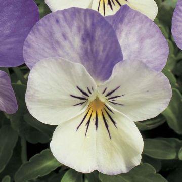 Viola cornuta Azur Wing - Violeta