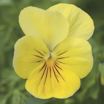 Viola cornuta Yellow - Violeta