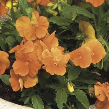 Viola cornuta Orange - Violeta