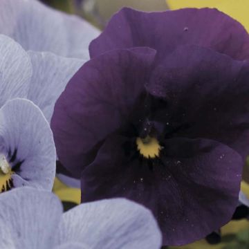 Viola cornuta Violet - Violeta