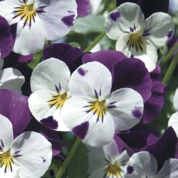 Viola cornuta White Jump Up - Violeta