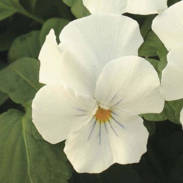 Viola White - Violeta