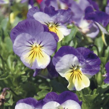Viola Yellow and Blue - Violeta
