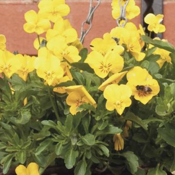 Viola Golden Yellow - Violeta
