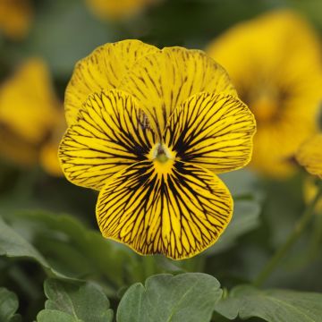 Viola cornuta Butterfly Tiger Eyes - Violeta