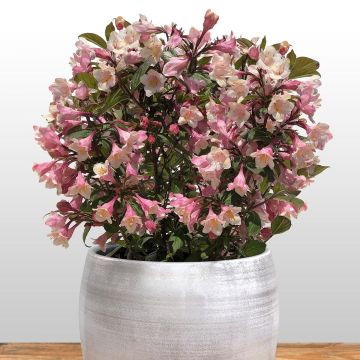 Weigela Vintage Love - Veigela