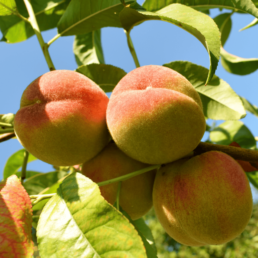Nectarina Nectarose