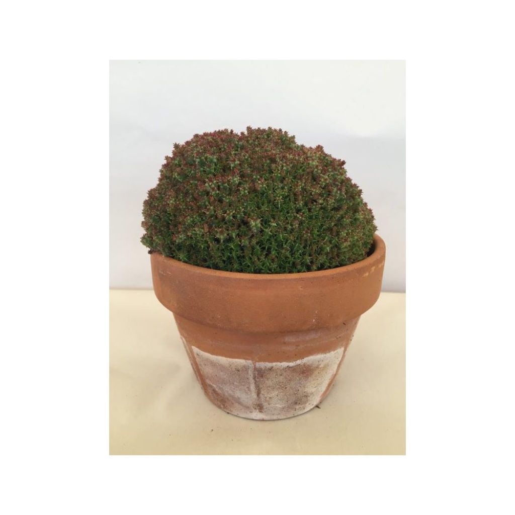 Euphorbia submammillaris - Lechetrezna