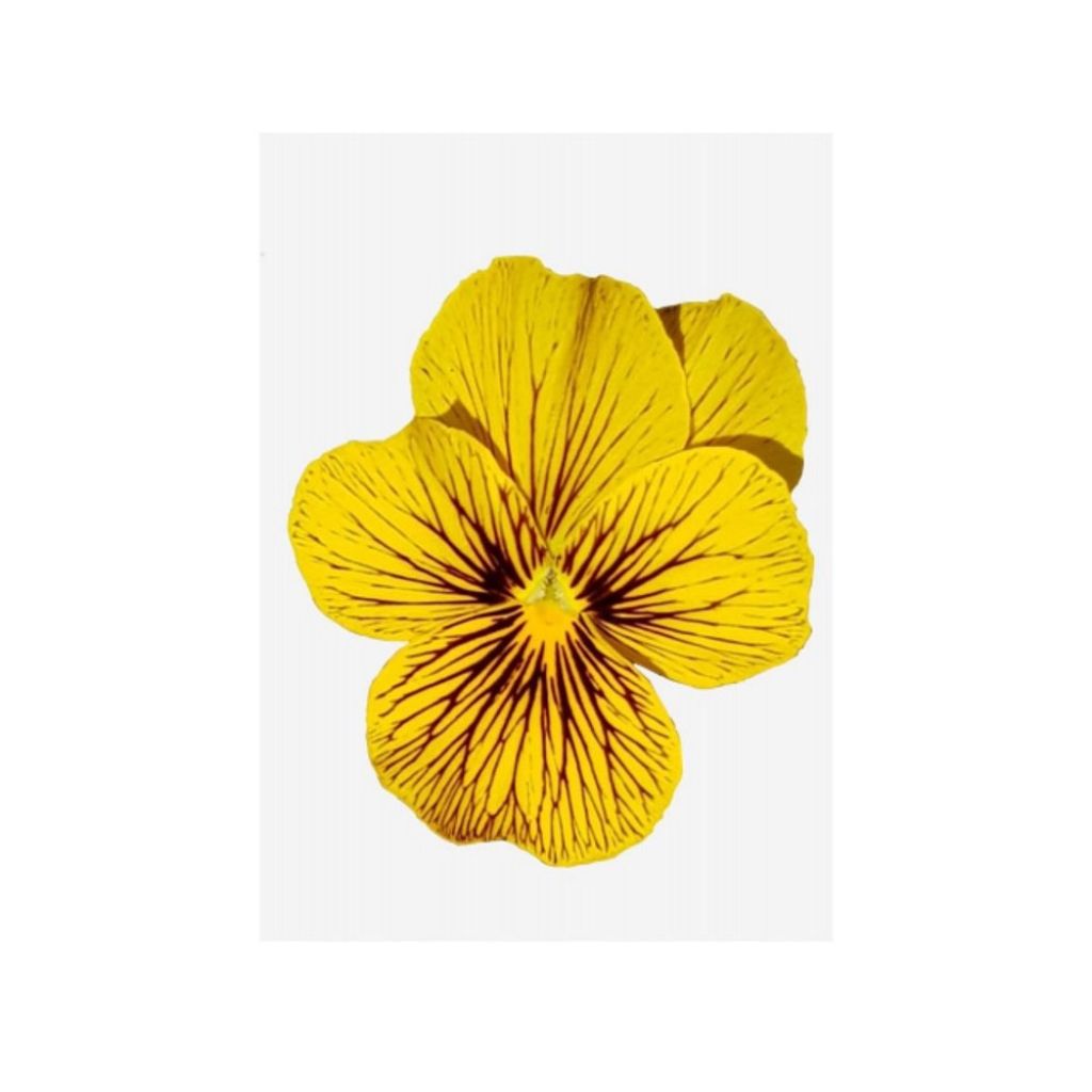 Viola cornuta Butterfly Tiger Eyes - Violeta