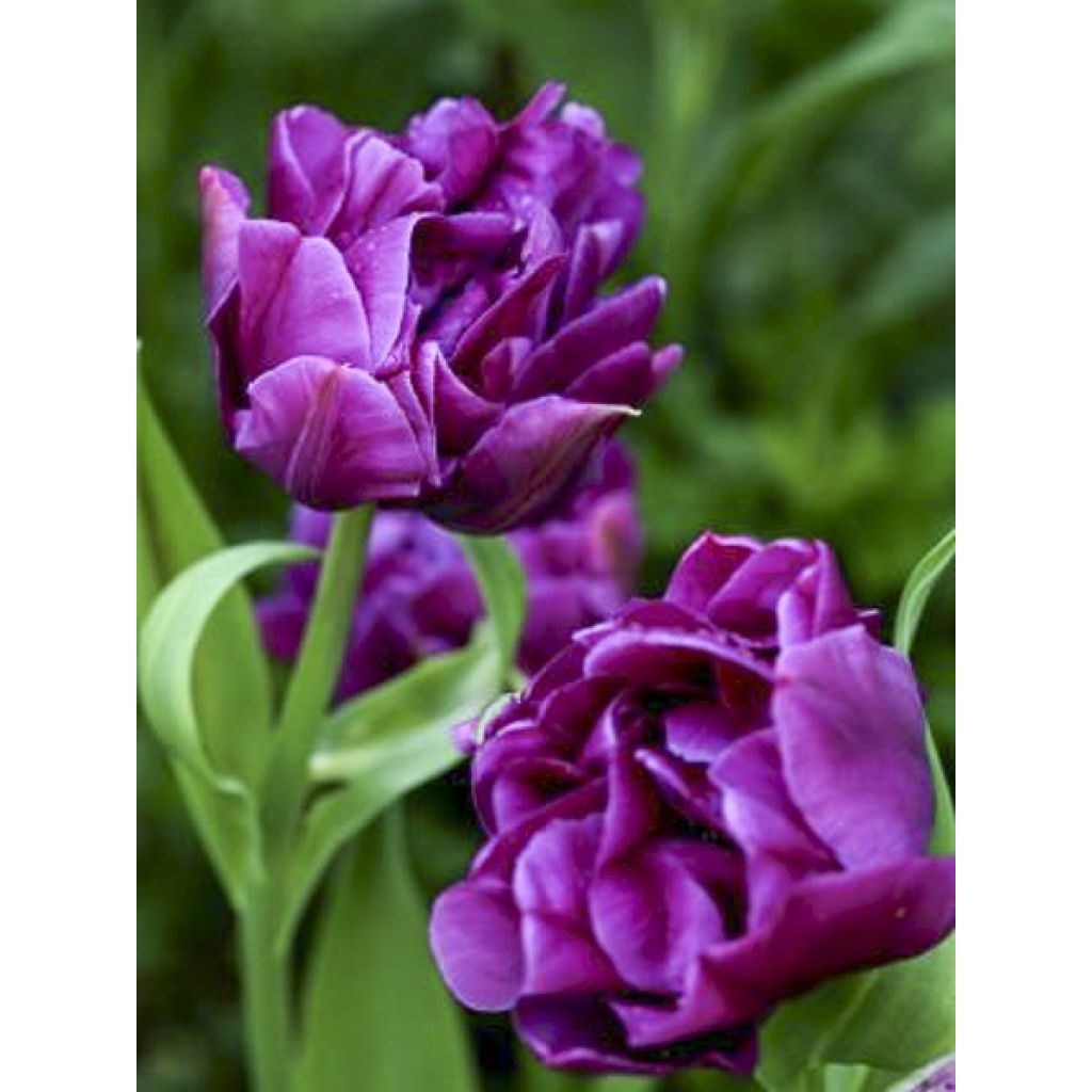 Tulipán doble de flor temprana Purple Pion