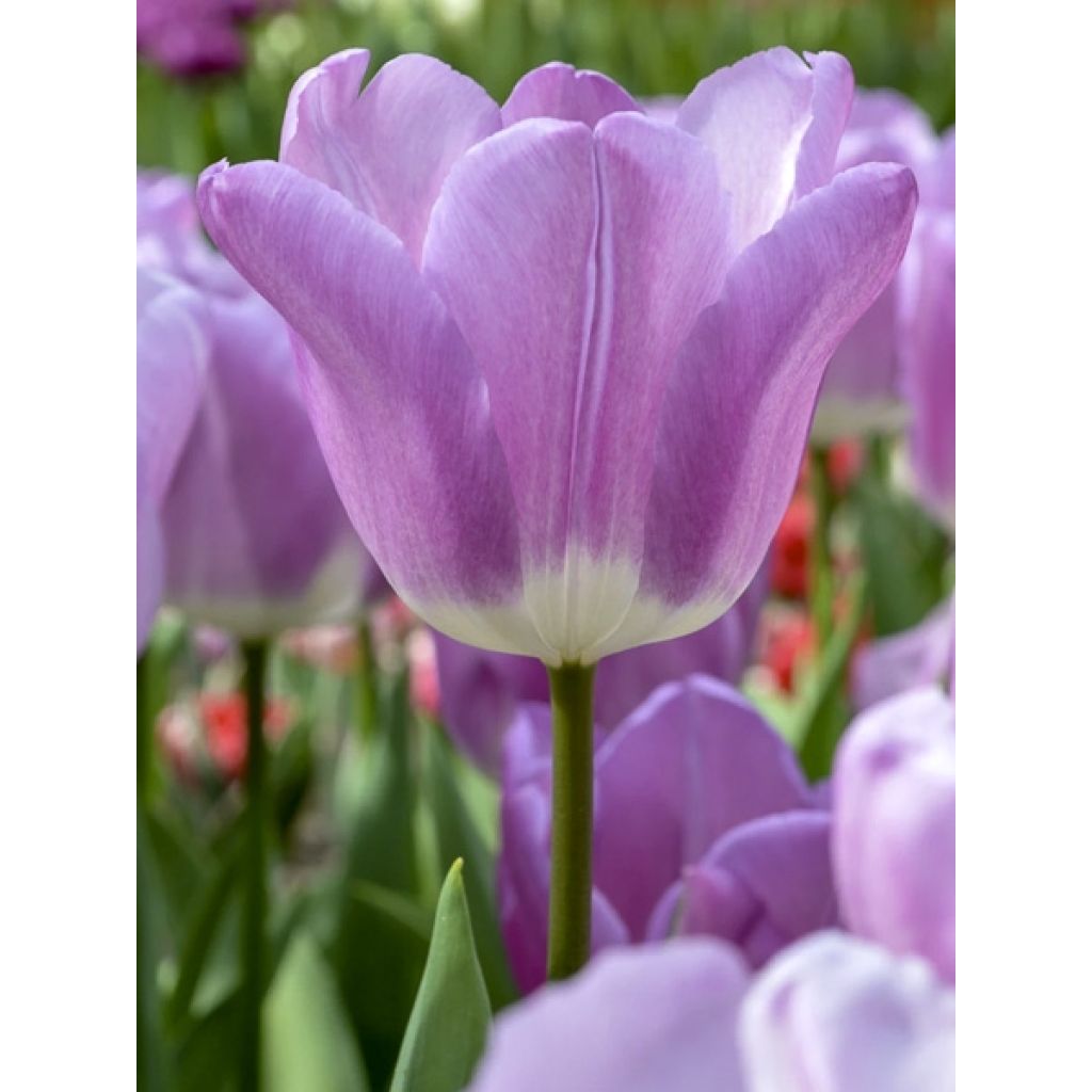 Tulipán Triunfo Magic Lavender