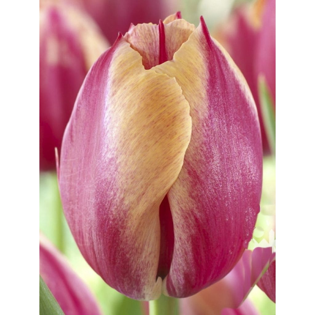 Tulipán Triunfo Augusta Taurinorum